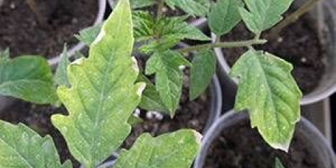 Zašto sadnice paradajza opadaju lišće